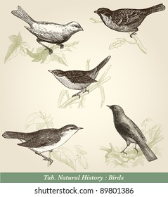 Birds - vintage engraved illustration - "Cent récits d'histoire naturelle" by C.Delon published in 1889 France