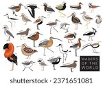 Birds Waders of the World Sandpiper Snipe Plover Godwit Lapwing Jacana Set Cartoon Vector Character