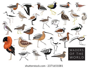 Aves Waders of the World Sandpiper Snipe Plover Godwit Lapwing Jacana Set Cartoon Vector Character