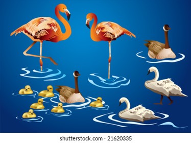 birds in water