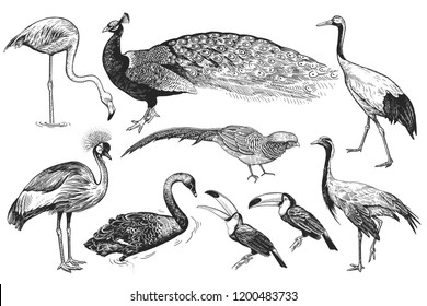 Aves silvestres. Realista figura aislada de pavo real, tocan, flamencos, faisán, grulla japonesa, grulla coronada, cisne negro. Dibujo manual en blanco y negro. Ilustración vectorial. Vintage.