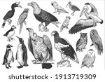 Birds of wildlife set. Eagles, owls, parrots, pelican, penguins, ibis, puffin isolated on white background. Tropical, exotic, water birds. Black white illustration. Vector. Vintage. Realistic graphics