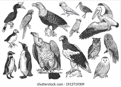 Birds wildlife set  Eagles  owls  parrots  pelican  penguins  ibis  puffin isolated white background  Tropical  exotic  water birds  Black white illustration  Vector  Vintage  Realistic graphics