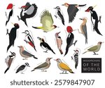 Birds Woodpeckers of the World Set Cartoon Vector Character