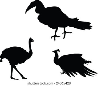 birds in zoo silhouette - vector
