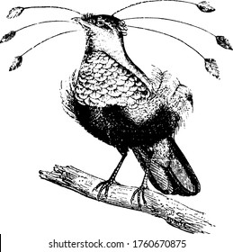 Birds-of-paradise are brilliantly colored, many having tufts or wires that float on the breezes. Shown here is the bird of paradise, sitting in the branches of the tree, vintage line drawing.