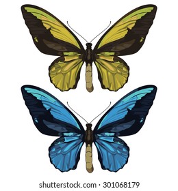 Birdwings. Ornithoptera butterflies in two different colors. Vector illustration isolated on white background.