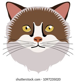 Birman cat avatar. Cat breeds