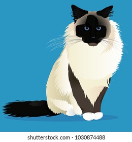 Birman cat breed