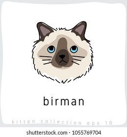 Birman : Cat Breed Collection : Vector Illustration