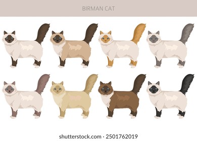 Birman Cat clipart. All coat colors set.  All cat breeds characteristics infographic. Vector illustration