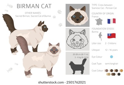 Birman Cat clipart. All coat colors set.  All cat breeds characteristics infographic. Vector illustration