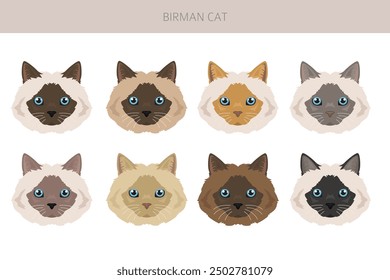 Birman Cat clipart. All coat colors set.  All cat breeds characteristics infographic. Vector illustration