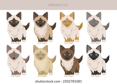 Birman Cat clipart. All coat colors set.  All cat breeds characteristics infographic. Vector illustration