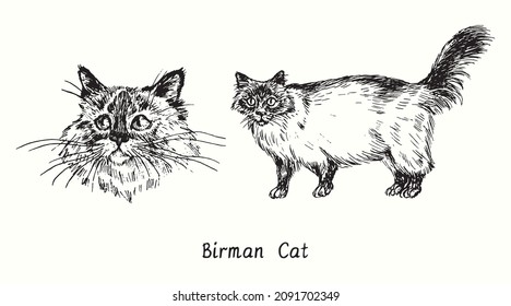 Birman Cat collection, head front view and standing side view. Ink black and white doodle drawing in woodcut style