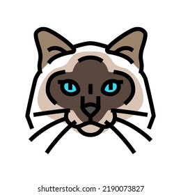 birman cat cute pet color icon vector. birman cat cute pet sign. isolated symbol illustration