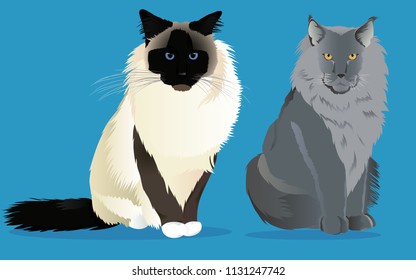 Birman cat and maine coon set vector illustration