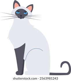 Birman cat with striking blue eyes and a black nose sitting and staring intently, isolated against a clean white background, featuring a simple and elegant flat vector illustration