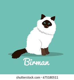 Birman cute cat with green eyes illustration design.vector