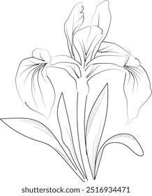 Birth flower iris cathartica doodle bouquet of flower design for card or print. hand-painted iris flowers illustration isolated on white backgrounds, engraved ink art floral coloring pages, and books 