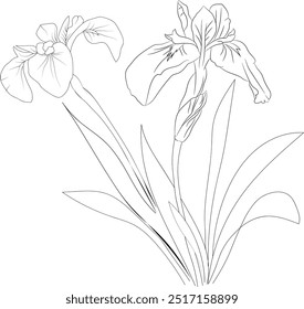 Ilustração do vetor da flor do nascimento, bela decoração da parede da flor da íris, desenhado à mão colorindo páginas desenho da flor da íris desenho da íris das flores artísticas da íris gravadas arte da tinta