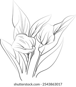 Birth flower vector illustration, beautiful calla flower wall decor, hand-drawn coloring pages calla flower drawing of artistic calla flowers engraved ink art, calla flower tattoo designs