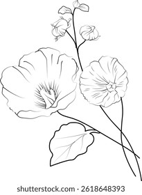 Birth flower vector illustration, beautiful Hollyhock flower wall decor, hand-drawn coloring pages Hollyhock flower drawing of artistic calla flower engraved ink art