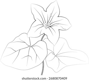 Geburt Blume Vektorgrafik, schöne Efeu Blume Wanddekoration, handgezeichnete Farbseiten, Efeu Blume Zeichnung der künstlerischen Calla Blume gravierte Tinte Kunst