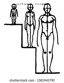 At birth the head measures about 4 times into height, vintage line drawing or engraving illustration.