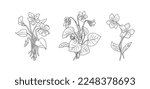 Birth month flower line art vector illustrations set isolated on white. Violet February birth month flowers black ink sketch. Modern minimalist hand drawn design logo, tattoo, wall art, poster.