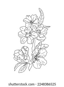 Birth month flower line art vector illustration isolated on white. Cherry Blossom March birth month flower black sketch. Sakura Modern minimalist hand drawn design for logo, tattoo, wall art, poster.