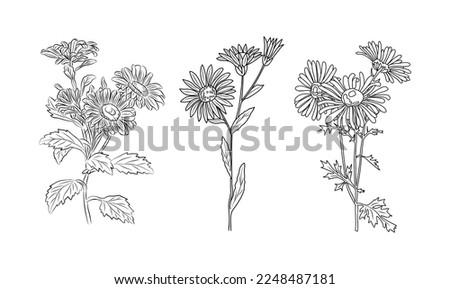 Birth month flower line art vector illustrations set isolated on white. Aster September birth month flower black sketch. Modern minimalist hand drawn design for logo, tattoo, wall art, poster.