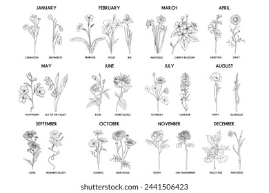 Birth month flower set, vector hand drawn isolated line art flowers and plants for greeting cards and invitations