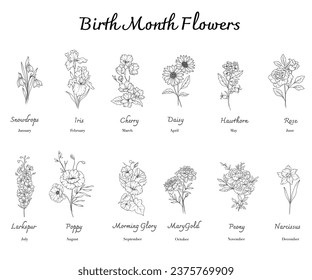 Birth Month Flowers set line art. Outline birth month flowers isolated on white. Hand painted line art botanical illustration. Snowdrops, Iris, Cherry Blossom, Daisy, Hawthorn, Rose, Larkspur, Delphin