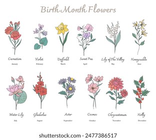 Birth Month Flowers set line art. Outline birth month flowers isolated on white. Hand painted line art botanical illustration. Carnation, Violet, Daffodil, Sweet Pea, Lily of the Valley, Honeysuckle