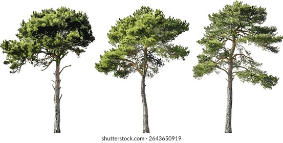 Bishop pine tree isolated cutout, Pinus muricata set, vector illustration, conifer tree species, forest vegetation, evergreen plant, landscape elements, environmental nature.