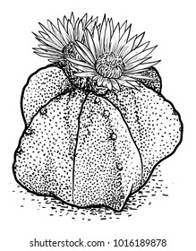 Bishop's cap cactus illustration, drawing, engraving, ink, line art, vector