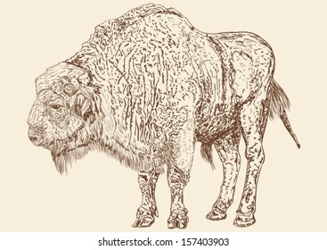 bison