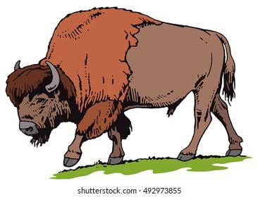 American Bison Cartoon Illustration Standing Position Stock Vector ...