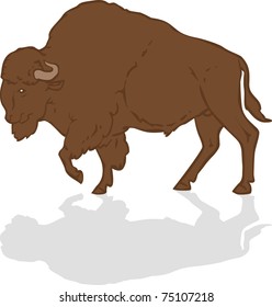 Bison