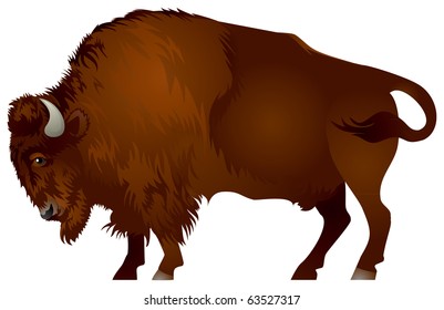 Bison. The American bison and the European wisent are the largest terrestrial animals in North America and Europe.