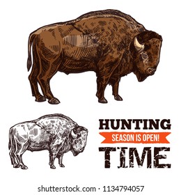 Bison animal sketch of wild mammal. American buffalo, bull or ox with brown fur and horn isolated icon for hunting sport open season or hunter club symbol design