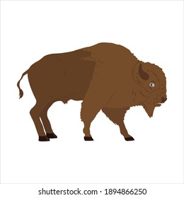 Bison For Animal Vector Illustration