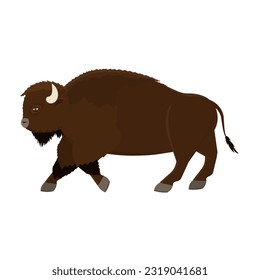 Bison. Belly of a bull, vector illustration