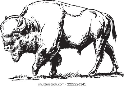 Bison, buffalo. Hand drawn illustration.