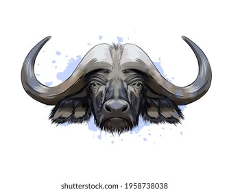 Bison, buffalo head portrait from a splash of watercolor, colored drawing, realistic. Vector illustration of paints