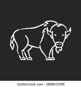 Bison chalk white icon on black background. North American fauna, herbivore animal, endangered species. Cattle farm, domestic livestock. Large buffalo isolated vector chalkboard illustration