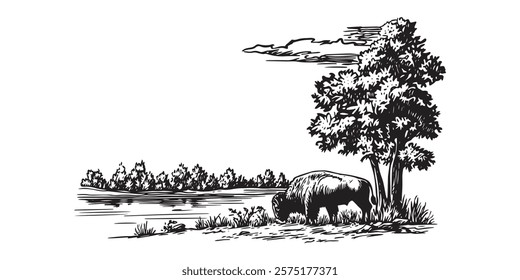 bison grazing by a tree near a river in black and white illustration