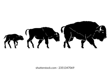 Bison Growth Stages, Wild Land Animal Silhouette Set