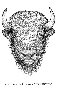 Bison Illustration, Drawing, Engraving, Ink, Line Art, Vector